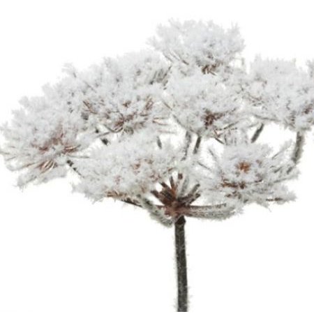BERENKLAUW FROST POLYESTER WIT 75CM